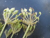 Thumbnail IMG_0484.JPG 
