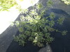 Thumbnail IMG_0485.JPG 
