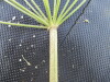 Thumbnail IMG_0486.JPG 