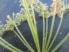Thumbnail IMG_0487.JPG 