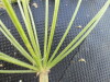 Thumbnail IMG_0488.JPG 