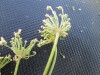 Thumbnail IMG_0489.JPG 