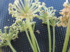 Thumbnail IMG_0490.JPG 