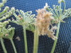 Thumbnail IMG_0491.JPG 