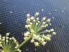 Thumbnail IMG_0492.JPG 