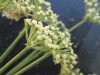 Thumbnail IMG_0493.JPG 