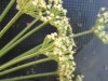 Thumbnail IMG_0494.JPG 