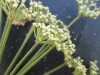 Thumbnail IMG_0495.JPG 