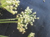 Thumbnail IMG_0496.JPG 