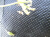 Thumbnail IMG_0497.JPG 
