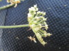 Thumbnail IMG_0498.JPG 