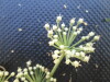 Thumbnail IMG_0499.JPG 