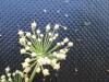 Thumbnail IMG_0500.JPG 