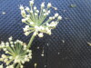 Thumbnail IMG_0501.JPG 