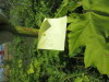 Thumbnail IMG_0182.JPG 