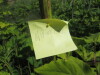 Thumbnail IMG_0183.JPG 