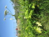 Thumbnail IMG_0184.JPG 