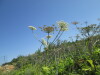 Thumbnail IMG_0186.JPG 