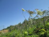 Thumbnail IMG_0187.JPG 