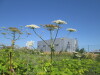 Thumbnail IMG_0188.JPG 