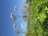 Thumbnail IMG_0189.JPG 