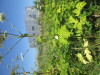 Thumbnail IMG_0190.JPG 