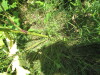 Thumbnail IMG_0191.JPG 