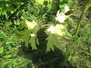 Thumbnail IMG_0192.JPG 