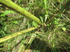 Thumbnail IMG_0193.JPG 