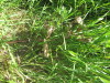 Thumbnail IMG_0194.JPG 