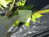Thumbnail IMG_0367.JPG 