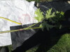 Thumbnail IMG_0369.JPG 