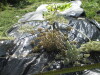 Thumbnail IMG_0372.JPG 