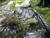 Thumbnail IMG_0373.JPG 
