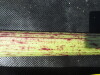 Thumbnail IMG_0374.JPG 