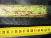 Thumbnail IMG_0375.JPG 
