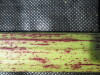 Thumbnail IMG_0377.JPG 