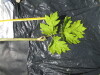 Thumbnail IMG_0380.JPG 