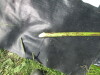 Thumbnail IMG_0382.JPG 