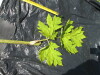 Thumbnail IMG_0383.JPG 