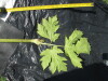 Thumbnail IMG_0384.JPG 
