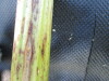 Thumbnail IMG_0386.JPG 