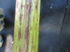 Thumbnail IMG_0387.JPG 