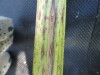 Thumbnail IMG_0388.JPG 