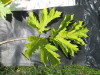 Thumbnail IMG_0389.JPG 