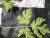 Thumbnail IMG_0390.JPG 