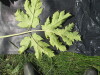 Thumbnail IMG_0391.JPG 