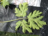 Thumbnail IMG_0392.JPG 