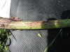 Thumbnail IMG_0393.JPG 