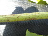 Thumbnail IMG_0394.JPG 